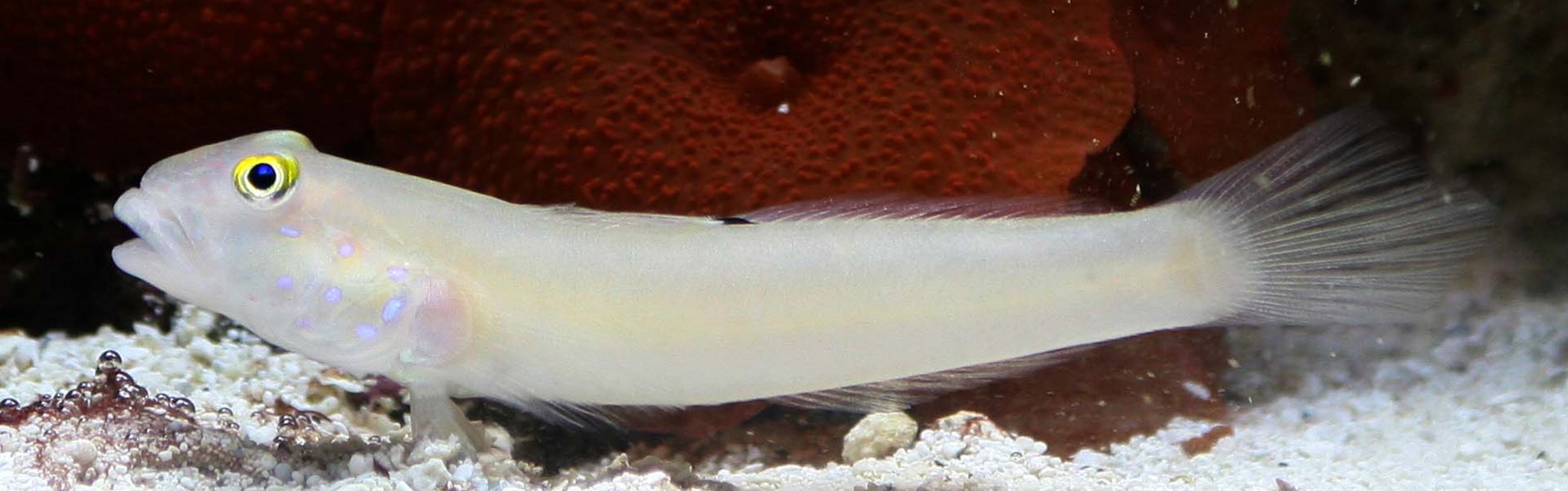 The Sixspot Goby